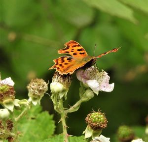 Close-up of butterfly pollinating on flower