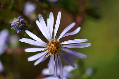Close-up of purple daisy flower blooming outdoors