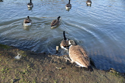 High angle view of canada geese in lake