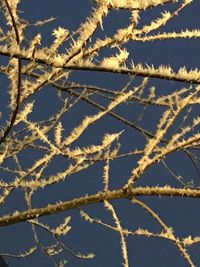 Close-up of twigs against sky