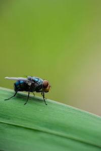 Macro photo of house fly.