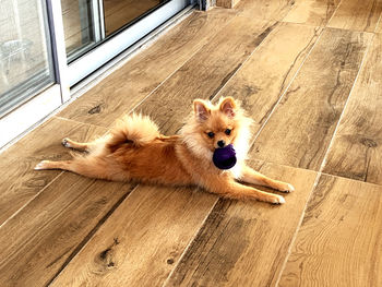 High angle view of pomeranian dog boo lying on hardwood floor