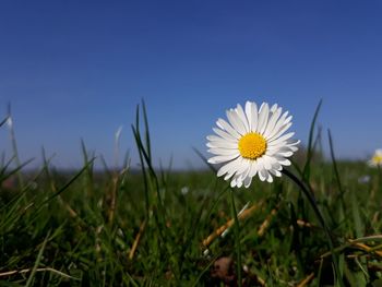 Close-up of white daisy on field against sky