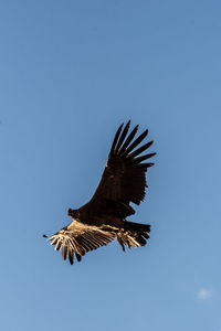 Low angle view of eagle flying in sky