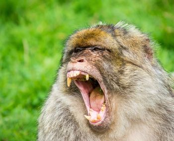 Close-up of monkey yawning