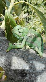 Close-up of lizard on tree