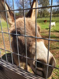 Donkey behind fence