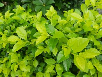 Full frame shot of green leaves