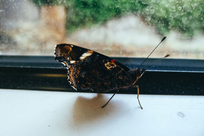 Close-up of butterfly on window