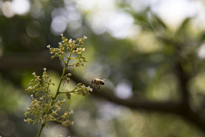 Close-up of bee on flower