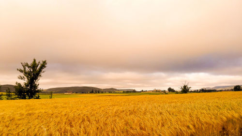 Scenic view of field against sky