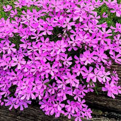 Close-up of pink flowers