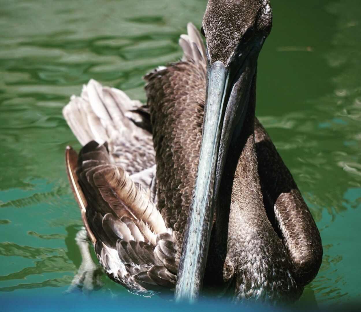 animal themes, animals in the wild, water, animal wildlife, lake, one animal, bird, day, waterfront, swimming, no people, water bird, outdoors, close-up, pelican, nature, swan, black swan, mammal