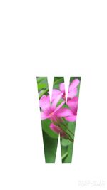 Close-up of pink flowers against white background