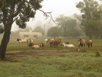 Horses grazing in a field