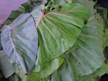 Close-up of wet plant