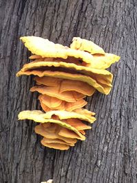 High angle view of yellow leaf on wooden table