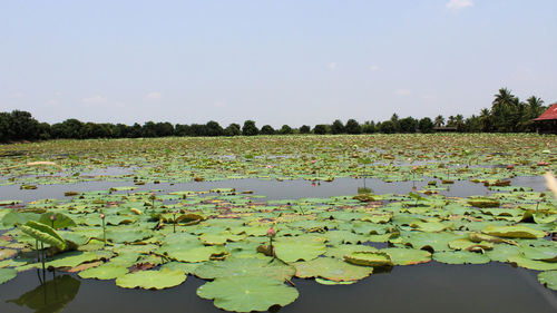 Water lily in lake