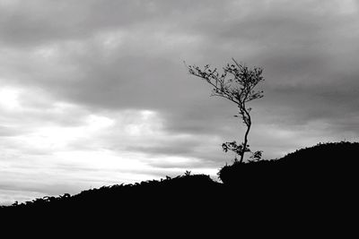 Low angle view of silhouette tree against sky