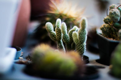 Close-up of succulent plant