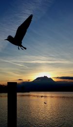 Bird flying over sea