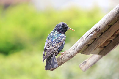 Close-up of bird perching on branch