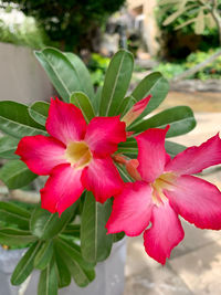 Close-up of pink flowering plant
