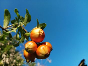 Low angle view of fruits on tree against blue sky