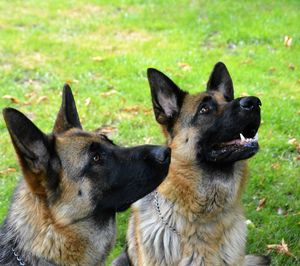 Close-up of dogs in grass