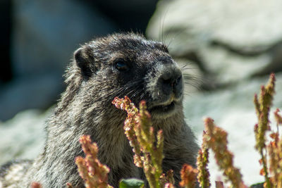 Close-up of meerkat