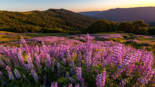 Purple flowering plants on field by mountains against sky