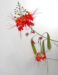 Close-up of red flowering plant against white background