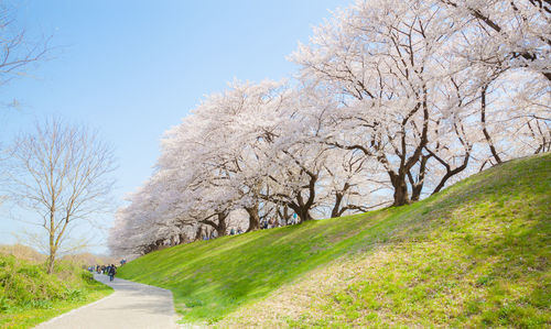 Road amidst trees and plants on field against sky