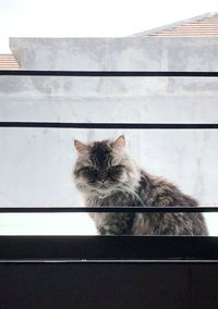 Cat looking through window