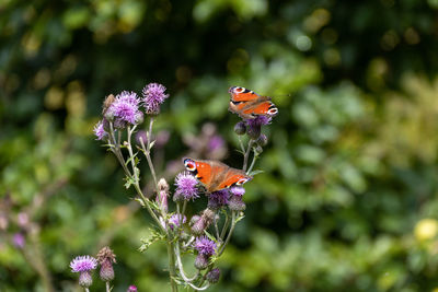 Close-up of butterfly pollinating on purple flower