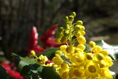 Close-up of yellow flowering plant