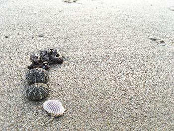 High angle view of shells on sand