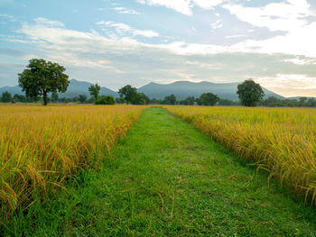 Scenic view of agricultural field against sky