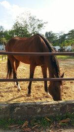 Horse in ranch