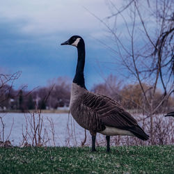 Bird on a field