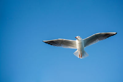 Low angle view of seagull flying in sky