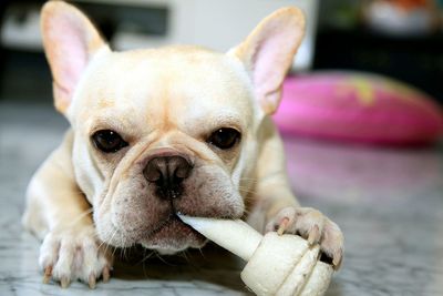 Close-up portrait of dog