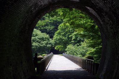 Trees in tunnel