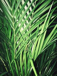 Full frame shot of green leaves