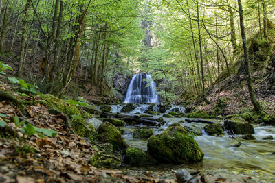 Stream flowing through rocks in forest