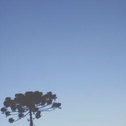 Low angle view of tree against clear blue sky