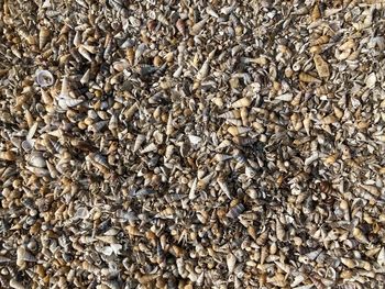 High angle view of insect on ground