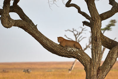Leopard in the tree in serengeti
