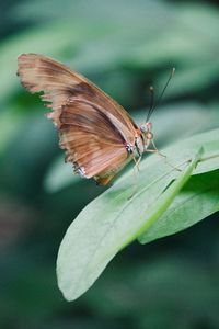 Close-up of butterfly on leaf