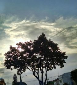 Low angle view of trees against sky